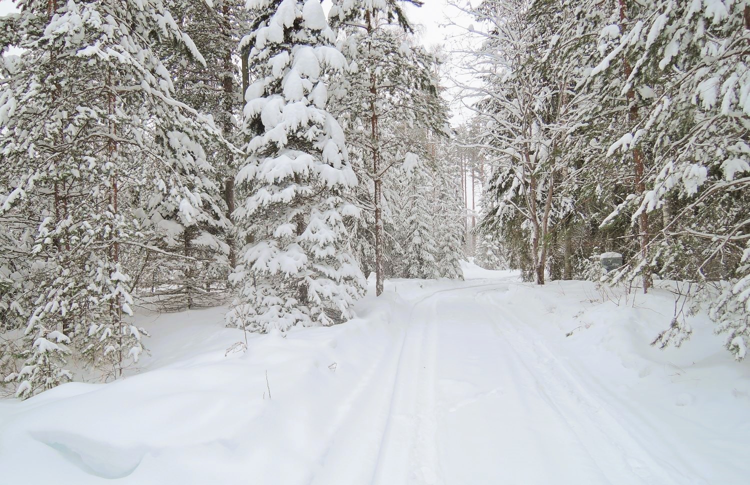 Talvinen metsämaisema